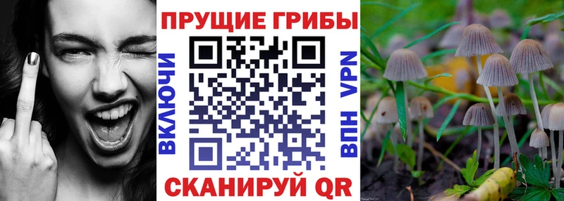 Галлюциногенные грибы Psilocybine cubensis Кологрив